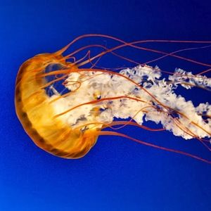 Meet your Posher, Clint